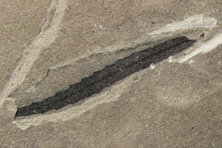 Fossil Leaf - Green River Formation, Utah #237540